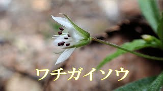 山野草・春編#121　ワチガイソウ【輪違草】