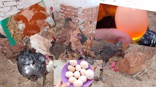 #كل #الخير فى خلطتى بفضل الله مكنتش مصدقه اللى شفته عند طيورى دا الخير كله 🥚🐓 يارب يعمر بيوتنا 🥚🦆