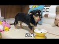 【冬のとある1日】犬とわたしの暮らし