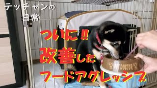 ついに！！テッチャンのフードアグレッシブ改善！！歓喜！！