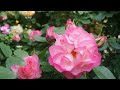 2016年 薔薇が好き　 wakaba s rose garden　岡山オープンガーデン