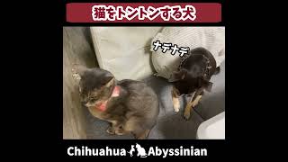 (アビ\u0026チワワ) 猫をトントンする犬 #shorts