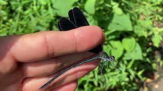 ハグロトンボ♂ (2024年07月17日) | A Male Ebony Jewelwing Damselfly (July 17, 2024)