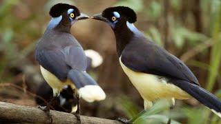 Sounds Of The Rainforest | Relax With Nature | The Wild Place | BBC Earth