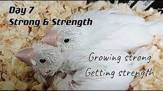 歡迎小鳥 DAY 7 文鳥長成記事/White Sparrow Growing Journey: Strong \u0026 Strength, new members in family「壯壯\u0026力量」入住