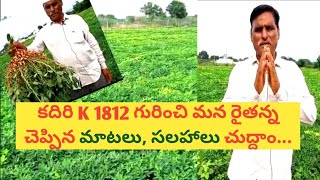 Kadiri Lepakshi K1812/K1812 Seeds/కదిరి లేపాక్షి 1812 వేరుశనగ అధిక దిగుబడి పంట#K1812# GroundNut