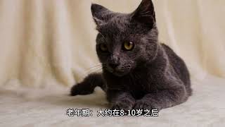 俄罗斯蓝猫（Russian Blue）的一生