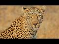 Lions, leopards & legends - SafariLIVE Sunrise - 24 May 2026