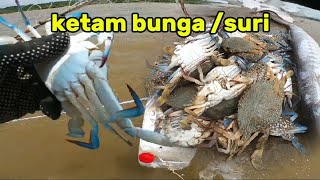 🔴MENJARING KETAM BUNGA REZEKI KETAM BESAR