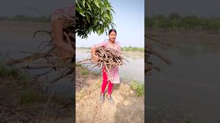 আম গাছের ডাল দিয়ে কি করবো?🤔 #youtubeshorts #viralvideo #shorts #village #work