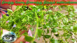 கண்பார்வை நீடித்து நிலைக்க உதவும் நிலத்துக்கொடி|plant benefits|eyes care@கிராமத்து மூலிகை மருத்துவம்