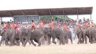 งานแสดงช้างสุรินทร์ ปี2565   การโพนช้างหรือการคล้องช้างป่าในสมัยก่อน