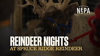 Reindeer Nights at Spruce Ridge Reindeer