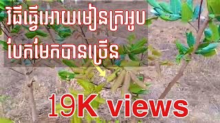 #វិធីធ្វើឲ្យមៀនបែកមែកបានច្រើន #วิธีทำกิ่งลำไยให้ได้เยอะ #Cách làm cho thân cây phân nhánh nhiều hơn