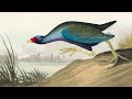 4k audubon photo screensaver john james audubon painting wallpaper slideshow 2 hour soft music