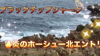 2017秋ホーシュー北 ブラックチップシャーク Carcharhinus melanopterus scuba diving