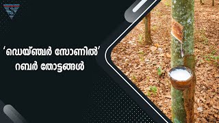 ‘ഡെയ്ഞ്ചർ സോണിൽ’ റബർ തോട്ടങ്ങൾ | rubber plantations