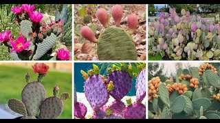 30 Types Of Popular Opuntia Pictorial Guide - Desert Cactus