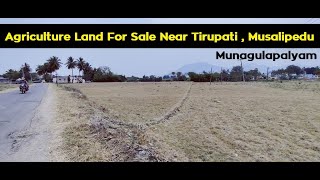 Agriculture land For Sale Near Tirupati | 5 Acres | West | Munagulapalyam | Musalipedu PapanaiduPeta