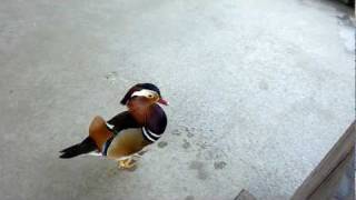 神戸花鳥園　オシドリのオズ　帰る