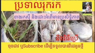 @ប្រទាលរុករកMagic plants/ការពារអំពើ,ដោះអំពើបានដោយស័ក្តសិទ្ធ,រកស៉ីមានបាន,Lucky plants/khmer#