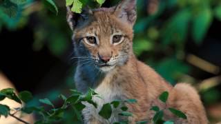 Once devastated by over hunting, lynx could return to Britain