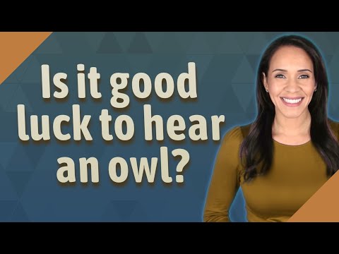 Is it good luck to hear an owl at night?