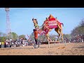 mitthi mitthi smile new rajasthani song 2024 new camel dance rajasthanidance priyanshu