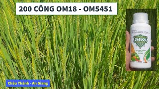 LÚA OM5451 XÀI KẼM 700 IFARM LÚA BÓNG LÁ, DÀY LÁ | CHÂU THÀNH, AN GIANG #LàmNôngCùngIFARM