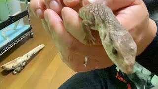 お迎えしたオオトカゲの赤ちゃん初身体測定\u0026初給餌