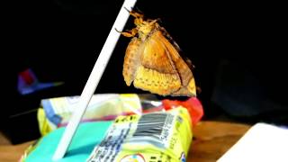 Timelapse of Apha Moth Metamorphosis オビガ♀（蛾）の羽化【60倍速動画】