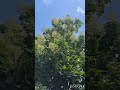 teak tree all about tectona grandis stunning teak flowers village garden