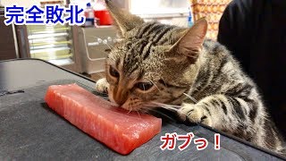 大好物のまぐろの誘惑に完全敗北してしまった猫w