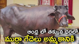 ఆంధ్ర లో తక్కువ ధరలో ముర్రా గేదెలు అమ్మకానికి  | 9063704124 | Murrah Buffalo prices