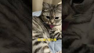 舌をしまい忘れたあざとい猫🐈🐾