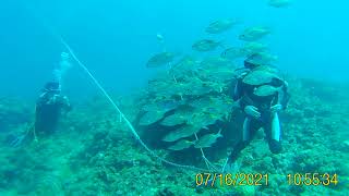 浅場のノコギリダイ