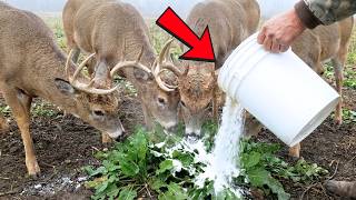 This $1 Powder TURNS Common Weeds INTO a ‘Buck Magnet’ — The ‘Illegal’ Trick Pro Hunters Hide