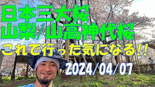 日本三大桜 山梨/山高神代桜 圧巻だった桜の名所散策 開花状況は満開 ヒガンザクラ 天然記念物第1号 山梨県北杜市 絶景 実相寺 2024/4/7【GoPro】