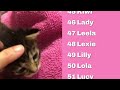 100 female cat name ideas