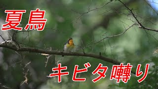 野鳥、動物、自然動画　撮影日　2021-4月　キビタキ（黄鶲）