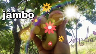 Plantas, O Delicioso Jambo Amarelo