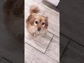 dog excitedly rolls when owner asks them to lay down 1303808