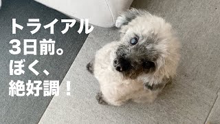 トライアルまであと3日。絶好調な保護犬。