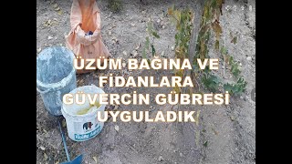 Üzüm Bağına ve Fidanlara Hayvan Gübresi Uygulaması(Fertilizer application to the vineyard)