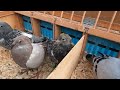 racing pigeon market lier belgium 19 february 2023