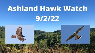 Unique Kestrel and Other Raptors at the Ashland Hawk Watch, 9/2/22