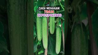 CARA MENANAM TIMUN #agriculture #cucumber #gardening #howtogrowvegetables #timun #menanamdirumah