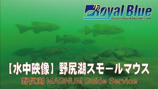 【水中映像】野尻湖スモールマウス　①水道局ノーカット版