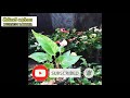 anthurium cultivation how to grow anthurium ඇන්තුරියම් වගාවanthurium flower cultivation