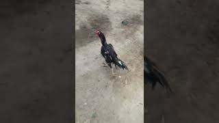 #சண்டை #seval #rooster #chicken #bird #கதர் #fight #hen